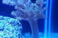 Kenya Tree Coral Thumbnail