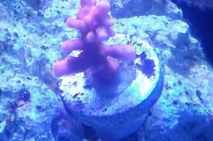 Montipora Setosa Thumbnail