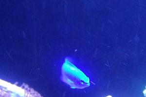 Blue Damselfish Thumbnail