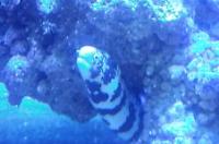 Snowflake Eel Thumbnail