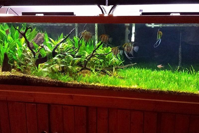 Planted Tank Thumbnail