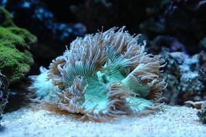 Elegance Coral Thumbnail