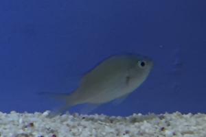 Blue/Green Reef Chromis Thumbnail