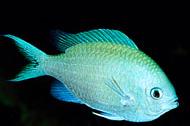 Green Chromis Thumbnail