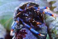 Blue Legged Hermit Crab Thumbnail