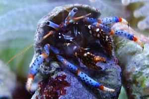 Blue Legged Hermit Crab Thumbnail