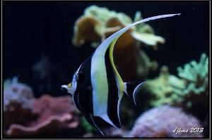 Moorish Idol Thumbnail