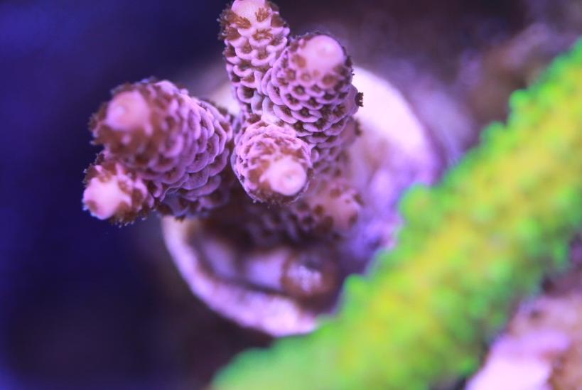 Bubblegum Millepora