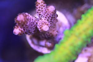 Bubblegum Millepora