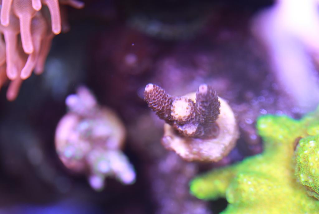 Millepora 2