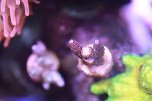 Millepora 2