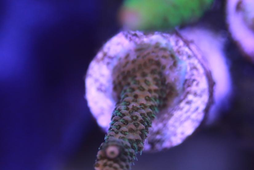 Millepora 3