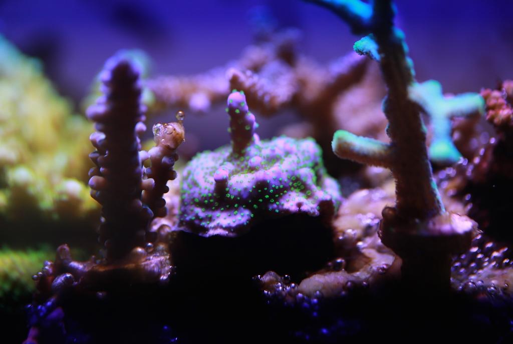 Purple Garf Bonsia Coral