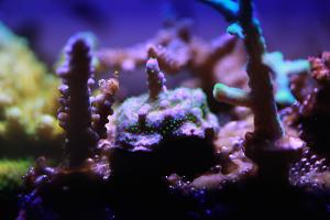 Purple Garf Bonsia Coral Thumbnail