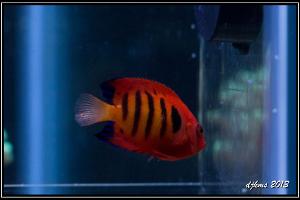 Flame Angelfish Thumbnail