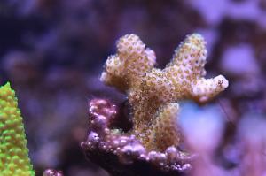 Brown Acropora