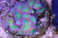 Big Polyp Blastomussa Coral Thumbnail