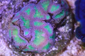 Big Polyp Blastomussa Coral Thumbnail