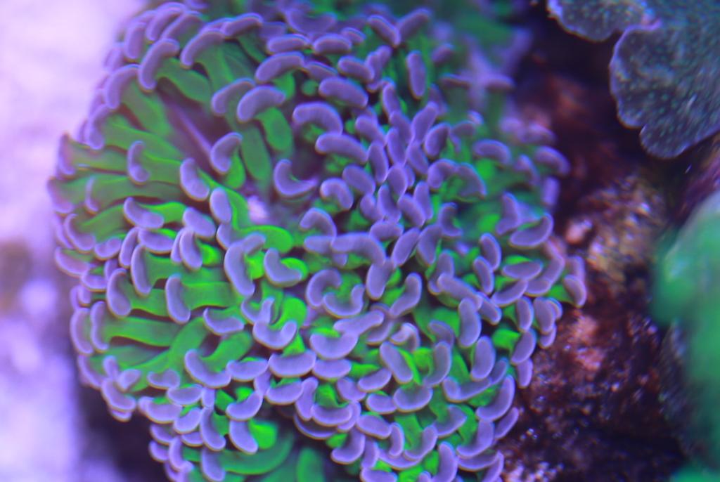 Hammer / Anchor Coral