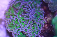 Hammer Anchor Coral Thumbnail