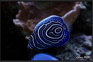 Emperor Angelfish Thumbnail