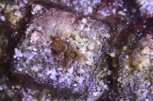 Purple Hornet Zoa Thumbnail