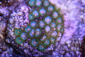 Zoa 1