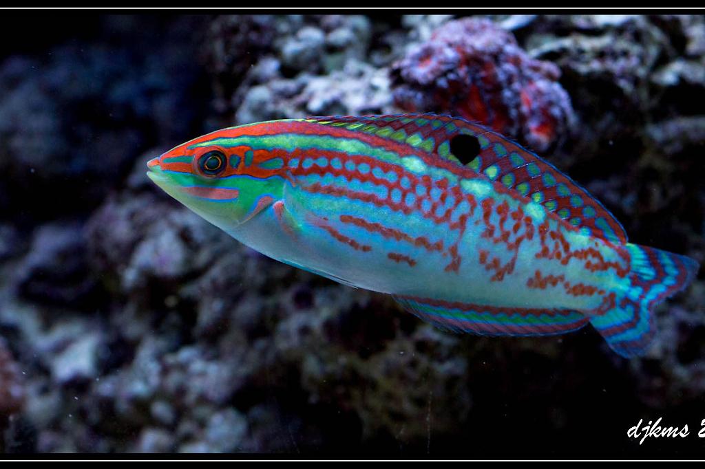 Christmas Wrasse / Halichoeres claudia 66