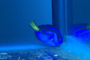 Blue Tang Thumbnail