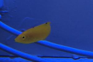 Yellow Wrasse Thumbnail