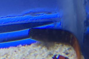 Bicolor Blenny Thumbnail