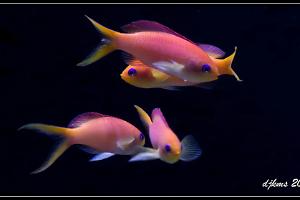 Ignitus Anthias Thumbnail