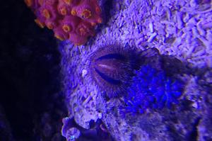 Collector Urchin Thumbnail