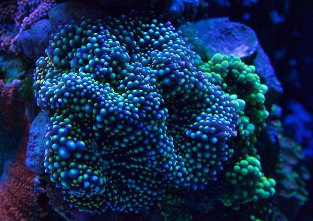 Coral Shot - April 3rd