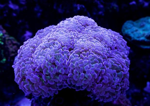 Purple Tip Hammer Coral