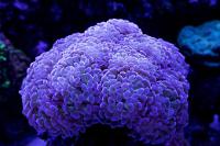 Purple Tip Hammer Coral