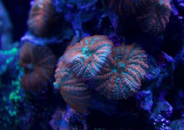 Coral Shot - April 3rd