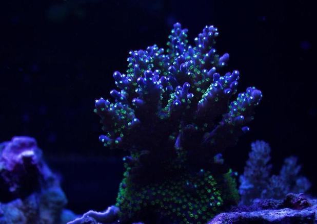 Coral Shot - April 3rd