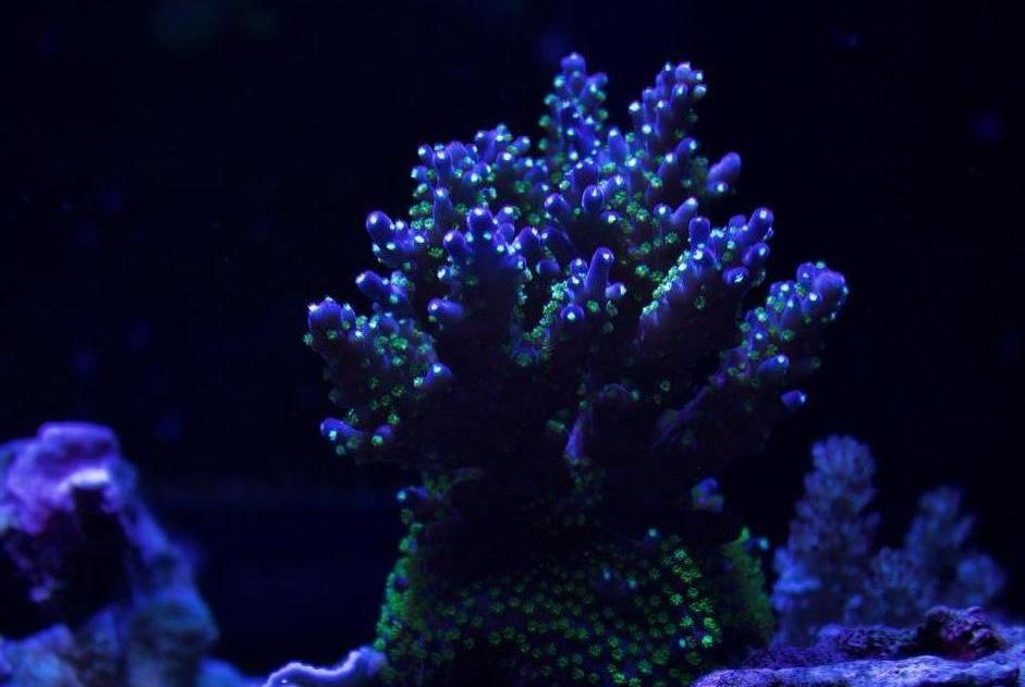 Coral Shot - April 3rd