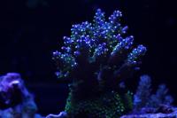 Coral Shot - April 3rd