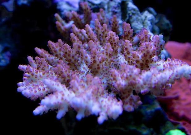 Coral pics 