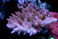 Coral pics 