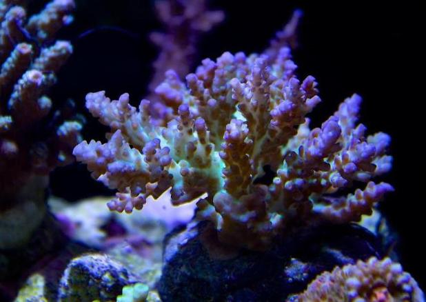 Coral pic August 5th 2014