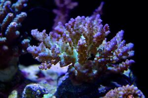 Coral pic August 5th 2014