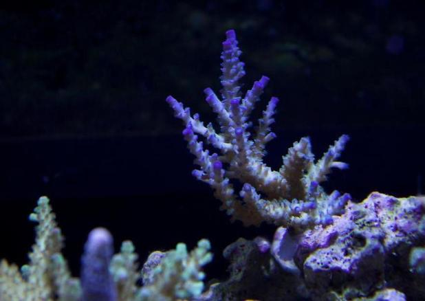 Coral pic August 5th 2014