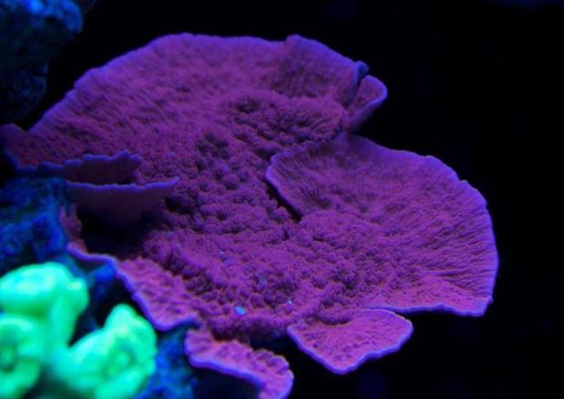 Coral pic August 5th 2014