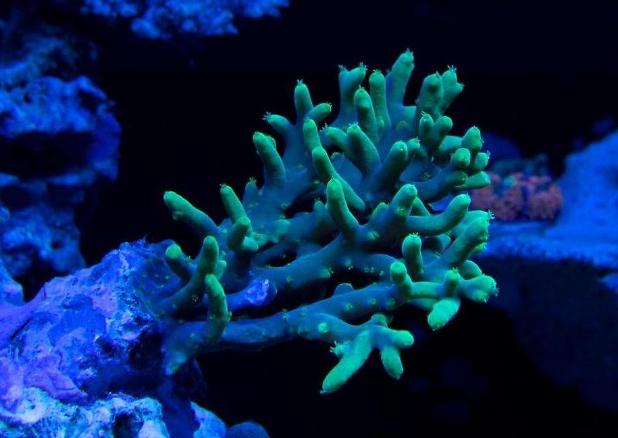 Coral pic August 5th 2014