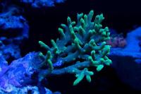 Coral pic August 5th 2014