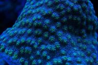 Coral pic August 5th 2014