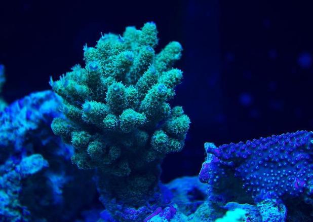 Coral pic August 5th 2014